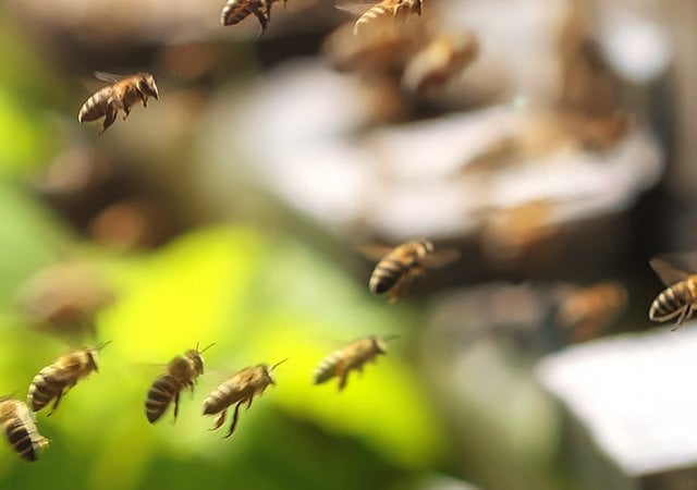 apivita_gezichtscreme